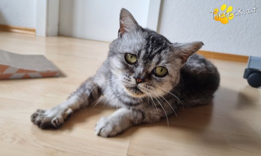 Katze Olaf (Foto by Tiereck.at - Lavanttaler Tierhilfe)