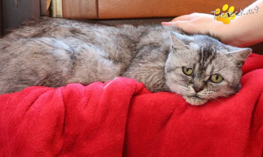 Katze Olaf (Foto by Tiereck.at - Lavanttaler Tierhilfe)