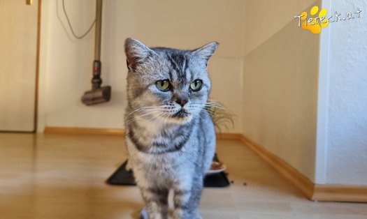 Katze Olaf (Foto by Tiereck.at - Lavanttaler Tierhilfe)