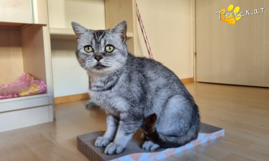 Katze Olaf (Foto by Tiereck.at - Lavanttaler Tierhilfe)
