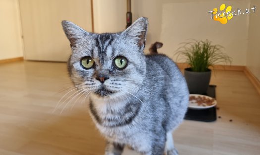 Katze Olaf (Foto by Tiereck.at - Lavanttaler Tierhilfe)