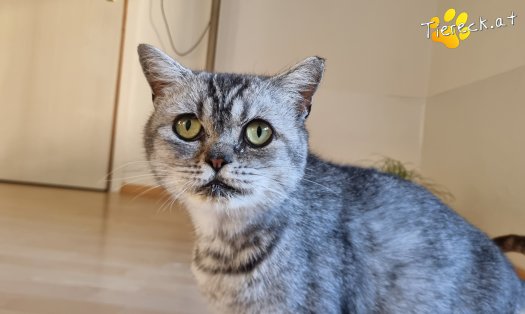 Katze Olaf (Foto by Tiereck.at - Lavanttaler Tierhilfe)