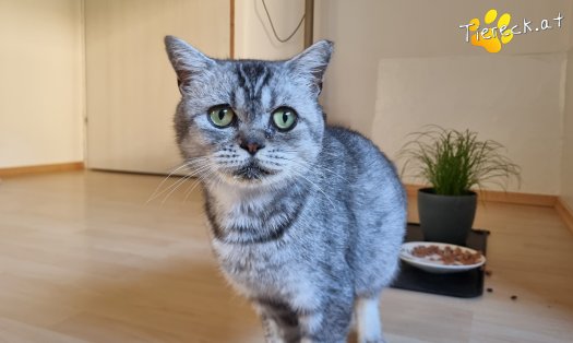 Katze Olaf (Foto by Tiereck.at - Lavanttaler Tierhilfe)