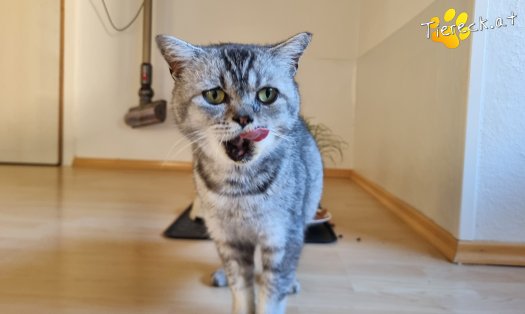 Katze Olaf (Foto by Tiereck.at - Lavanttaler Tierhilfe)