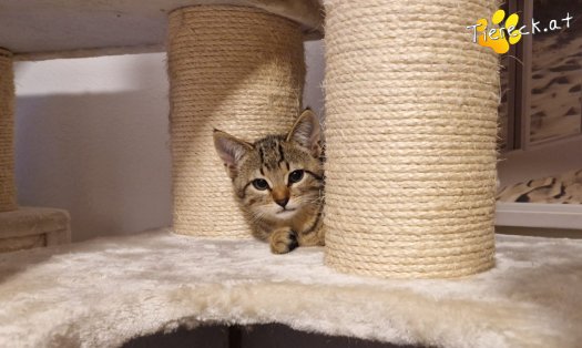 Katze Basti (Foto by Tiereck.at - Lavanttaler Tierhilfe)
