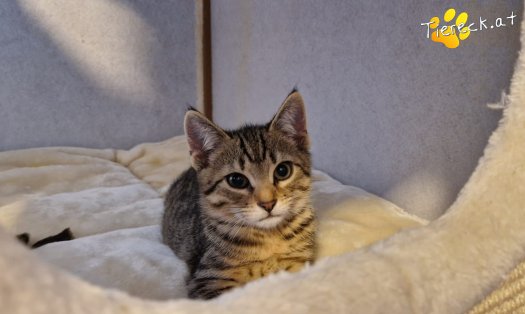 Katze Basti (Foto by Tiereck.at - Lavanttaler Tierhilfe)
