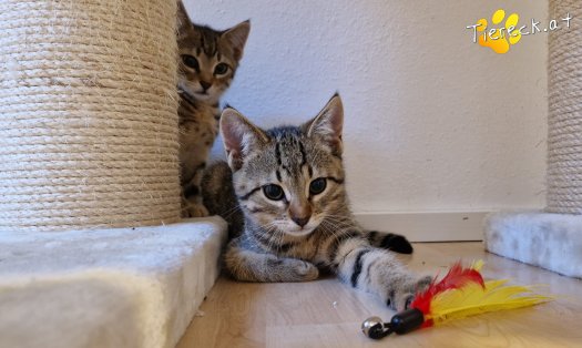 Katze Basti (Foto by Tiereck.at - Lavanttaler Tierhilfe)
