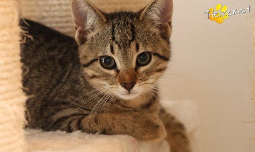 Katze Basti (Foto by Tiereck.at - Lavanttaler Tierhilfe)