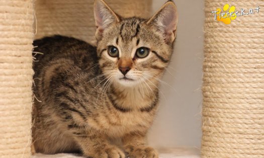 Katze Basti (Foto by Tiereck.at - Lavanttaler Tierhilfe)