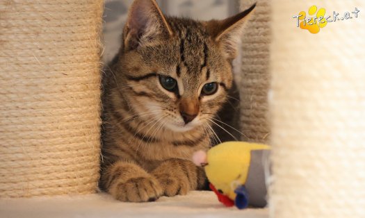Katze Basti (Foto by Tiereck.at - Lavanttaler Tierhilfe)