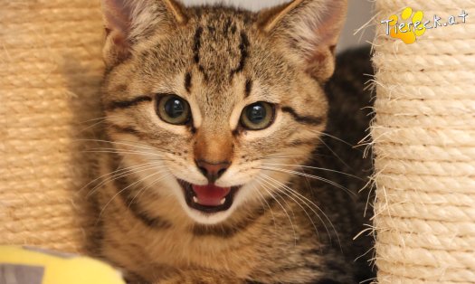 Katze Basti (Foto by Tiereck.at - Lavanttaler Tierhilfe)