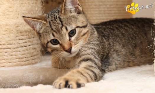 Katze Basti (Foto by Tiereck.at - Lavanttaler Tierhilfe)