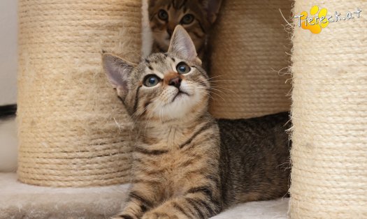 Katze Basti (Foto by Tiereck.at - Lavanttaler Tierhilfe)