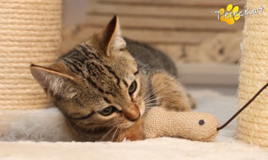 Katze Basti (Foto by Tiereck.at - Lavanttaler Tierhilfe)