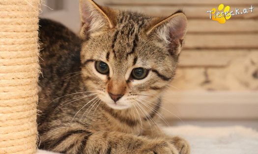 Katze Basti (Foto by Tiereck.at - Lavanttaler Tierhilfe)