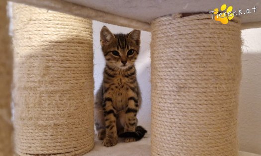 Katze Alfi (Foto by Tiereck.at - Lavanttaler Tierhilfe)