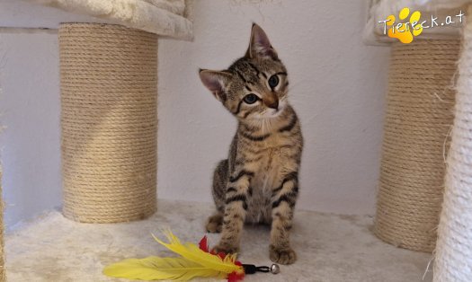 Katze Alfi (Foto by Tiereck.at - Lavanttaler Tierhilfe)