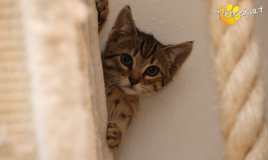 Katze Alfi (Foto by Tiereck.at - Lavanttaler Tierhilfe)