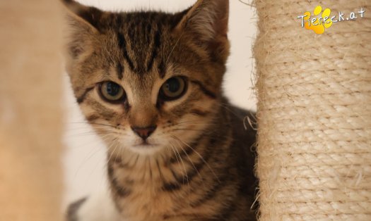 Katze Alfi (Foto by Tiereck.at - Lavanttaler Tierhilfe)