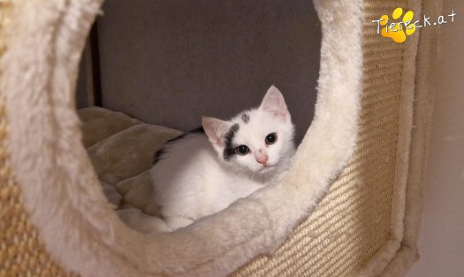 Katze Louis (Foto by Tiereck.at - Lavanttaler Tierhilfe)