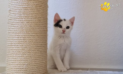 Katze Louis (Foto by Tiereck.at - Lavanttaler Tierhilfe)
