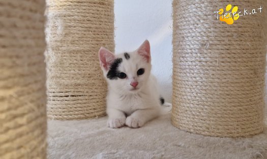 Katze Louis (Foto by Tiereck.at - Lavanttaler Tierhilfe)
