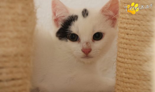 Katze Louis (Foto by Tiereck.at - Lavanttaler Tierhilfe)