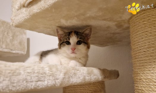 Katze Josy (Foto by Tiereck.at - Lavanttaler Tierhilfe)