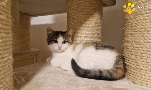 Katze Josy (Foto by Tiereck.at - Lavanttaler Tierhilfe)