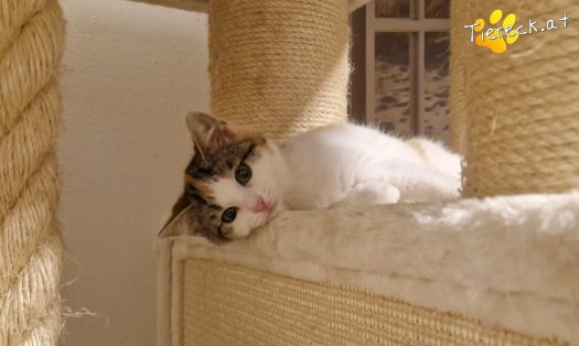 Katze Josy (Foto by Tiereck.at - Lavanttaler Tierhilfe)