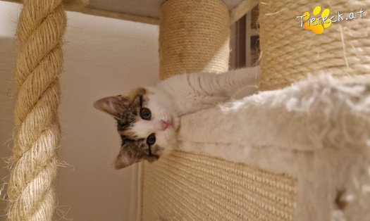Katze Josy (Foto by Tiereck.at - Lavanttaler Tierhilfe)