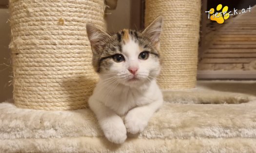 Katze Josy (Foto by Tiereck.at - Lavanttaler Tierhilfe)
