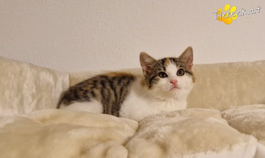 Katze Josy (Foto by Tiereck.at - Lavanttaler Tierhilfe)