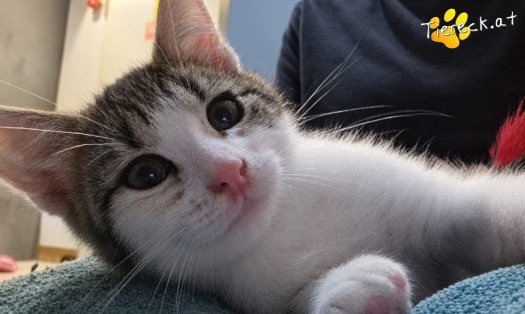 Katze Gaucio (Foto by Tiereck.at - Lavanttaler Tierhilfe)