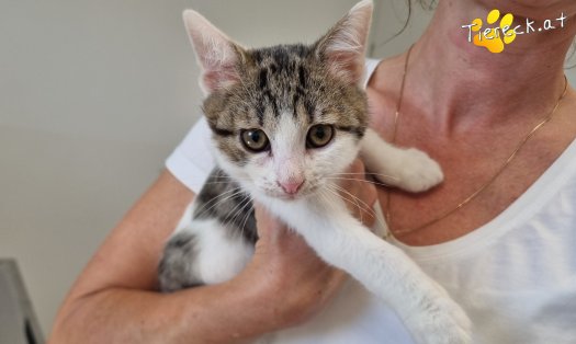 Katze Gaucio (Foto by Tiereck.at - Lavanttaler Tierhilfe)