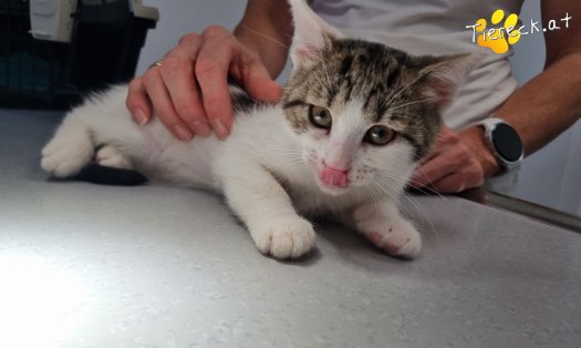 Katze Gaucio (Foto by Tiereck.at - Lavanttaler Tierhilfe)