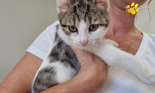 Katze Gaucio (Foto by Tiereck.at - Lavanttaler Tierhilfe)