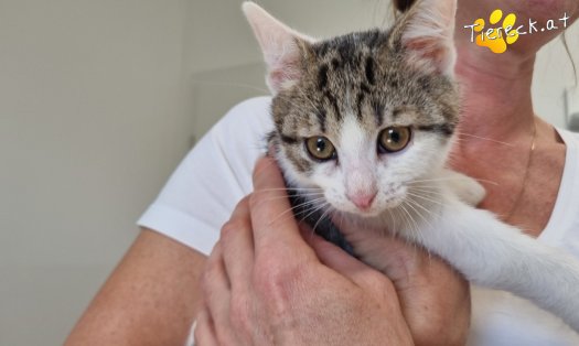 Katze Gaucio (Foto by Tiereck.at - Lavanttaler Tierhilfe)