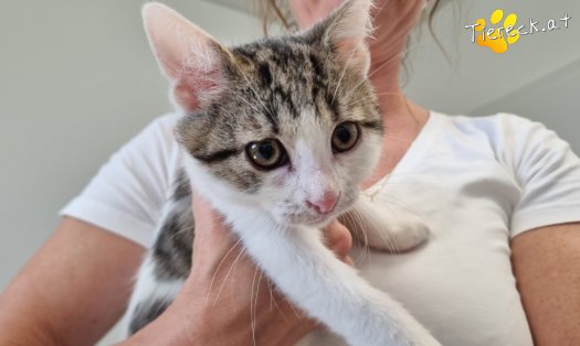 Katze Gaucio (Foto by Tiereck.at - Lavanttaler Tierhilfe)