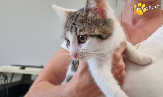Katze Gaucio (Foto by Tiereck.at - Lavanttaler Tierhilfe)