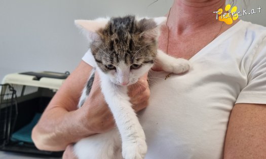 Katze Gaucio (Foto by Tiereck.at - Lavanttaler Tierhilfe)