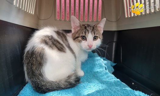 Katze Gaucio (Foto by Tiereck.at - Lavanttaler Tierhilfe)