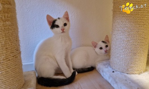 Katze Kasimir (Foto by Tiereck.at - Lavanttaler Tierhilfe)