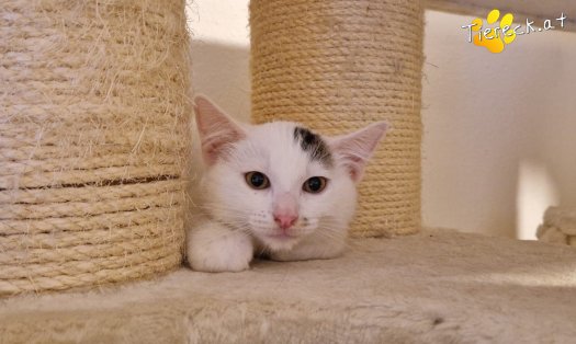 Katze Kasimir (Foto by Tiereck.at - Lavanttaler Tierhilfe)