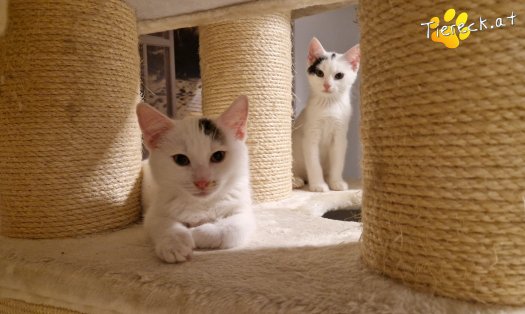 Katze Kasimir (Foto by Tiereck.at - Lavanttaler Tierhilfe)