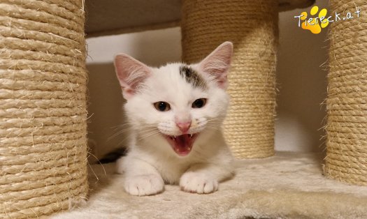 Katze Kasimir (Foto by Tiereck.at - Lavanttaler Tierhilfe)