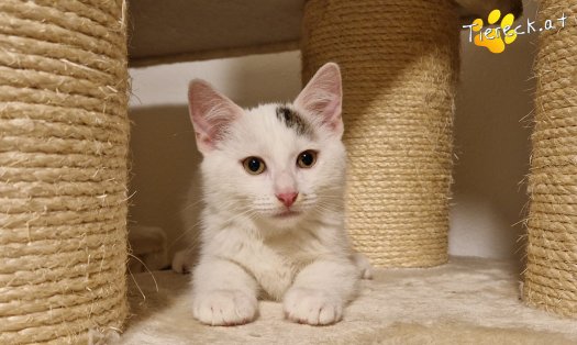 Katze Kasimir (Foto by Tiereck.at - Lavanttaler Tierhilfe)
