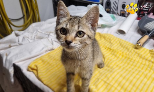 Katze Mike (Foto by Tiereck.at - Lavanttaler Tierhilfe)