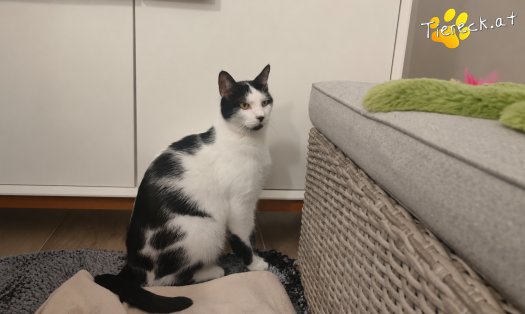 Katze Elvis (Foto by Tiereck.at - Lavanttaler Tierhilfe)