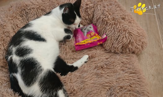Katze Elvis (Foto by Tiereck.at - Lavanttaler Tierhilfe)